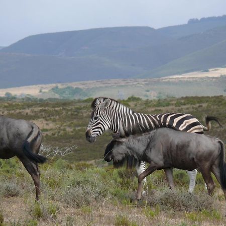 Nyaru Game Lodge Brandwag Dış mekan fotoğraf
