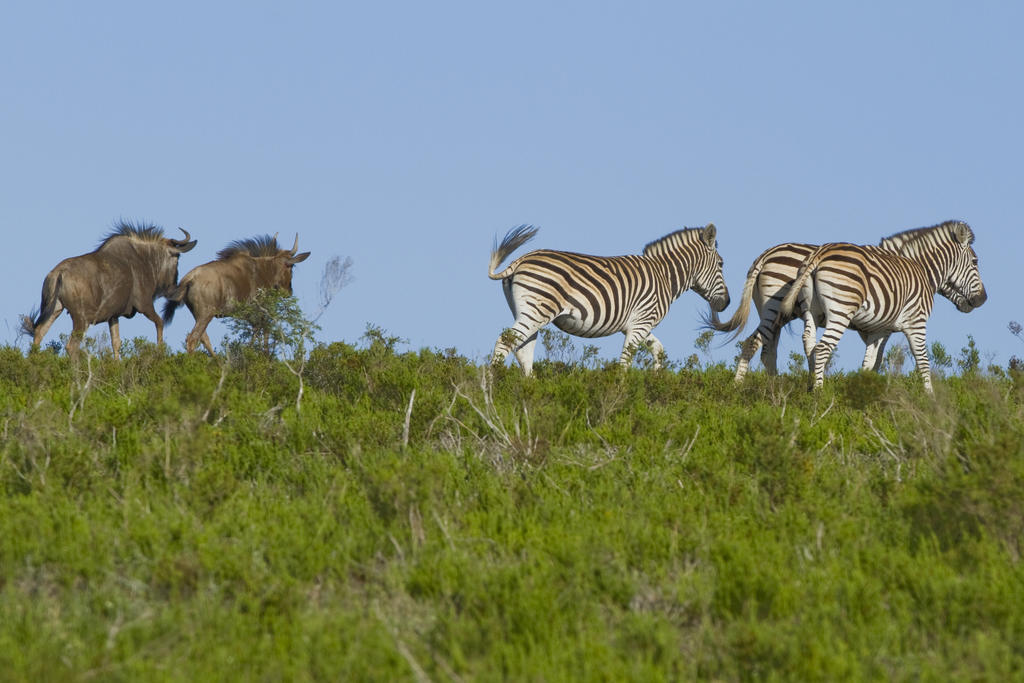 Nyaru Game Lodge Brandwag Dış mekan fotoğraf